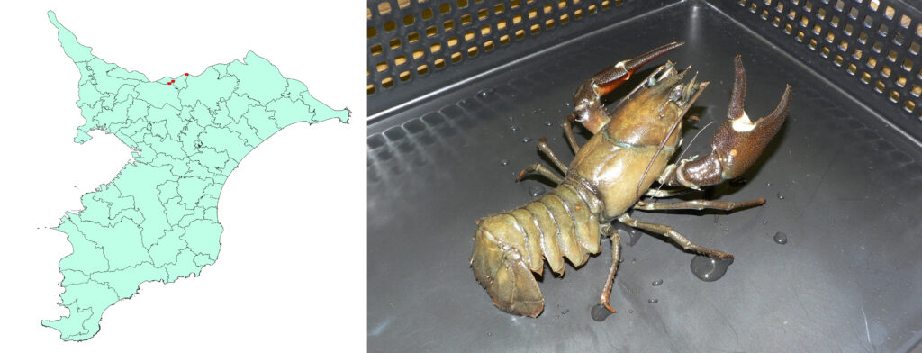 主な特定外来生物の分布 千葉県生物多様性センター